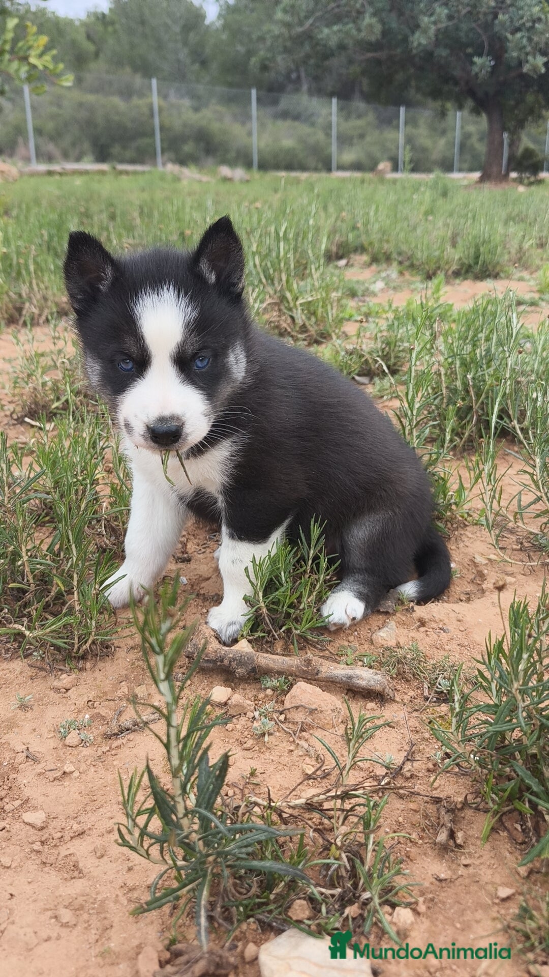 Husky Siberiano perros en venta: Husky SIBERIANO disponibles  - Anuncio 20