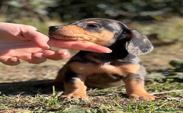 Teckel Miniatura perros en Barcelona - Anuncio 2