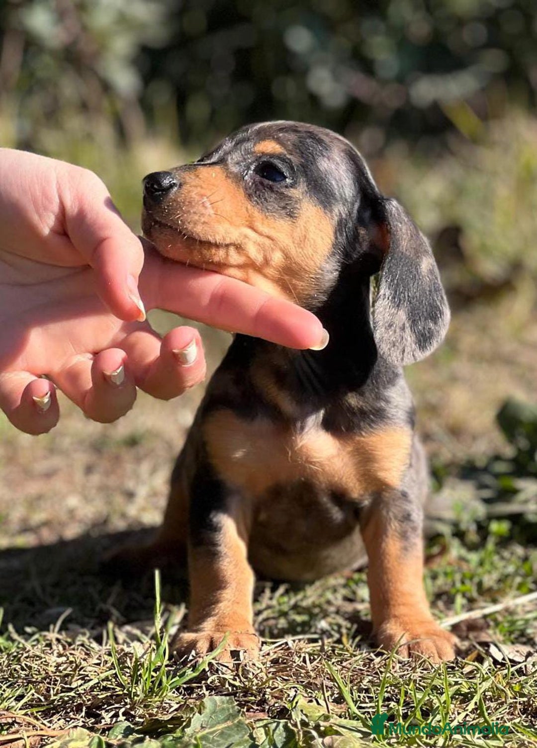 Teckel Miniatura perros en venta: TECKEL MINIATURA BLUE MERLE en Barcelona - Imagen 1