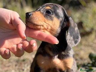 Teckel Miniatura perros en Barcelona - Anuncio 7