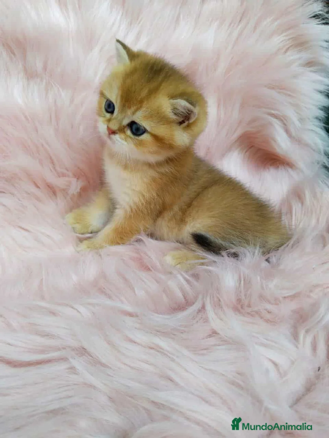 Británico de Pelo Corto gatos en venta: British shorthair - Anuncio 2