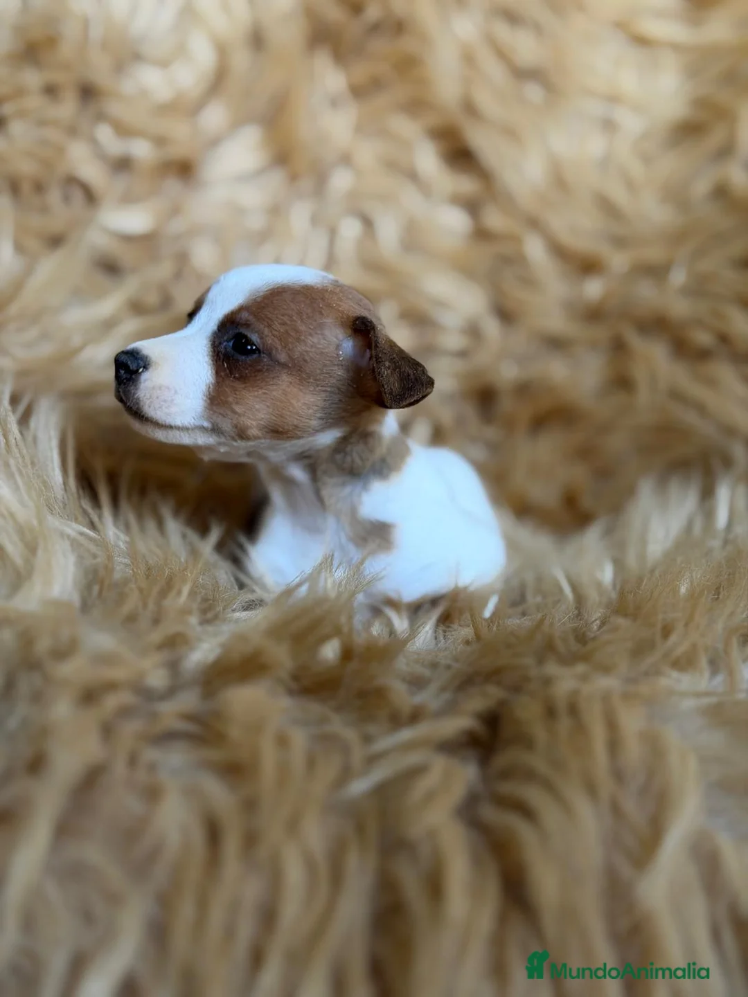 Jack Russell Terrier perros en venta: CAMADA JACK RUSSEL MACHOS - Anuncio 9