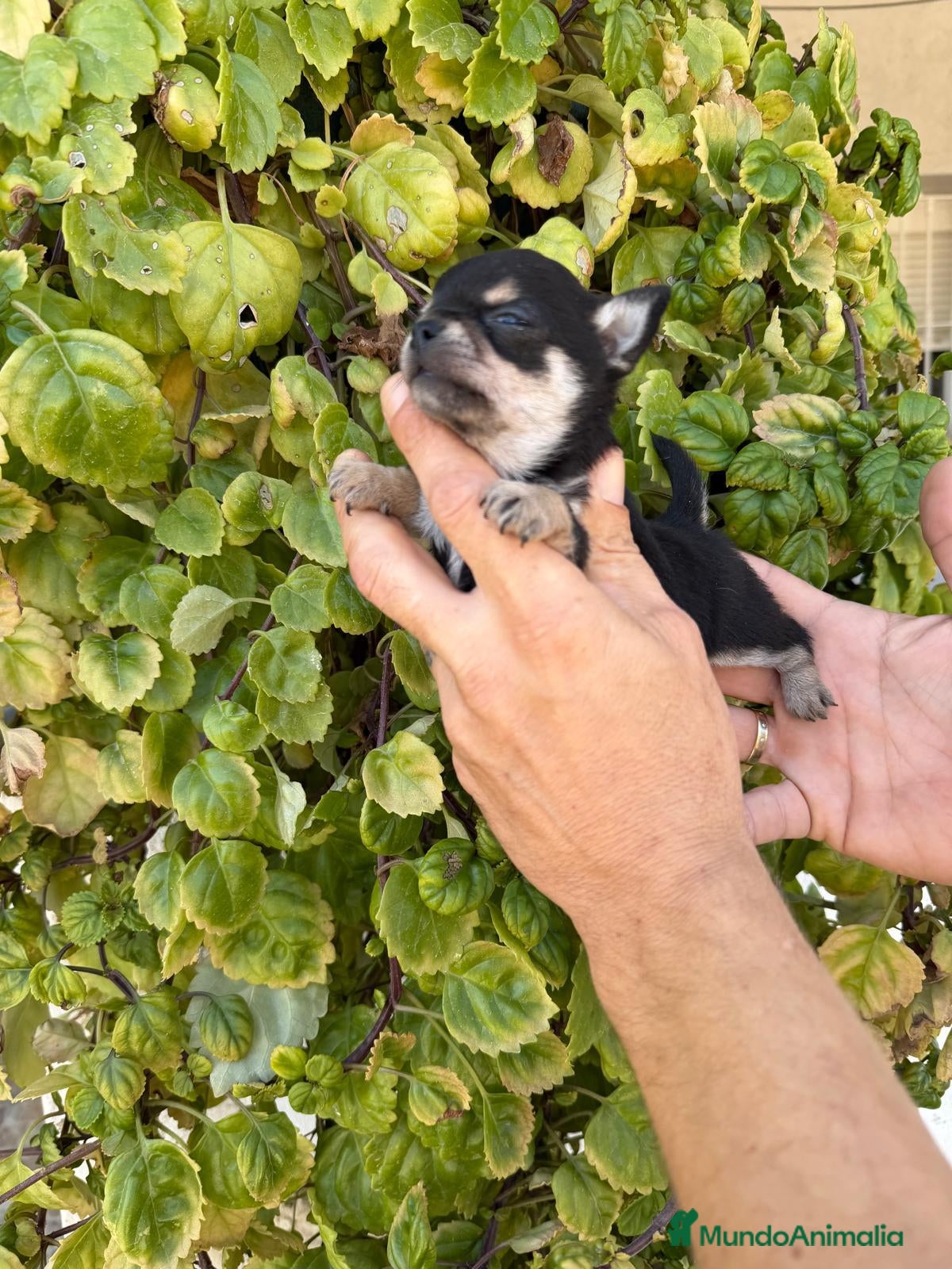 Chihuahua perros en venta: CHIHUAHUA MINI  - Anuncio 1