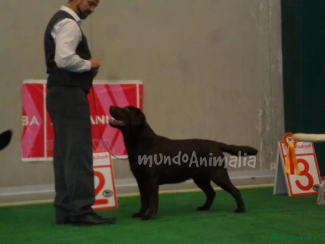 Imagen de galería {{count}}