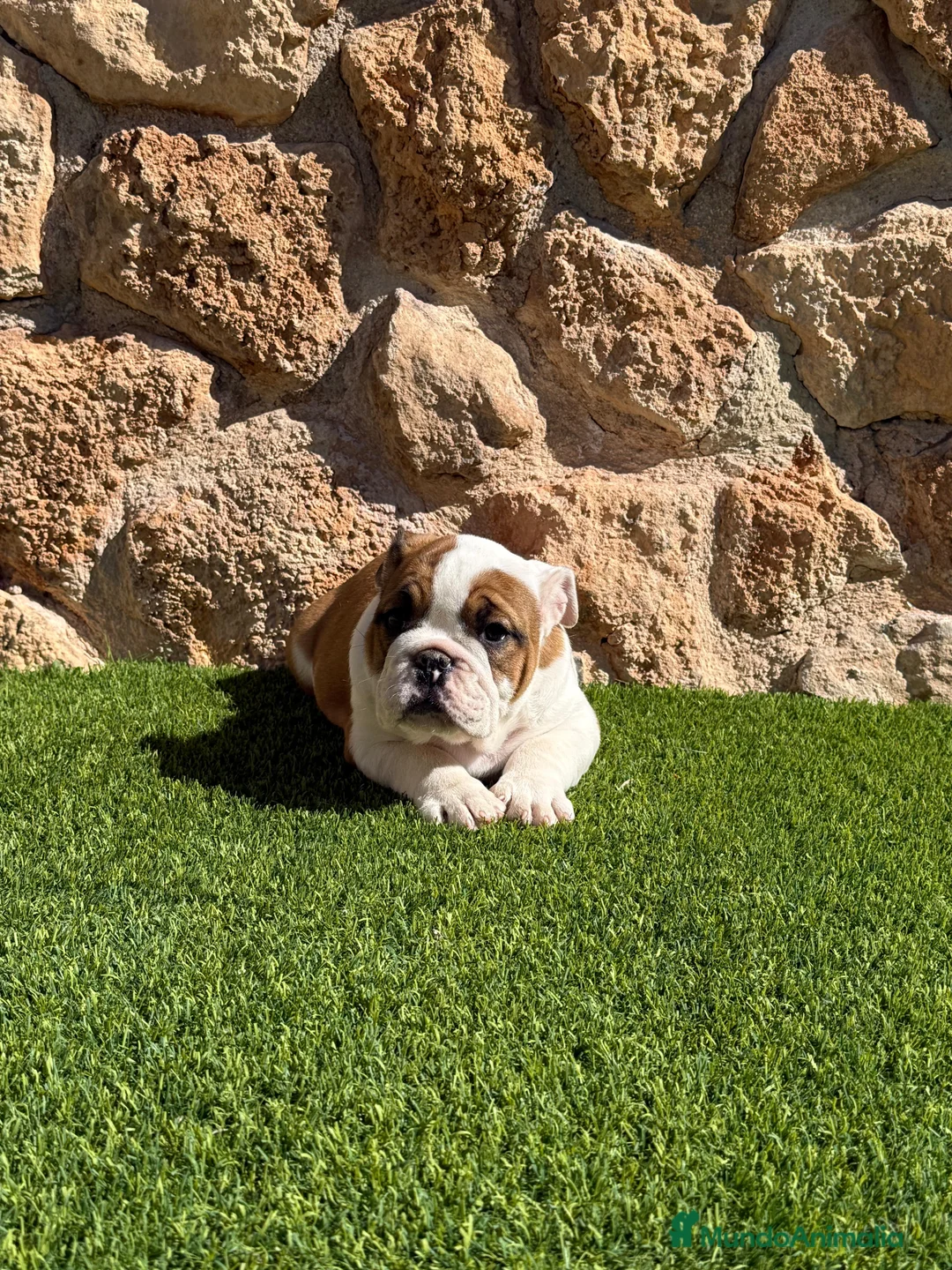 Bulldog Inglés perros en venta: Bulldog ingles - Anuncio 2