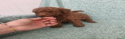 Caniche Toy perros en venta: Caniche Toy - Anuncio 4