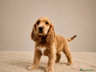 Cocker Spaniel Inglés perros FINANCIAMOS COCKER SPANIEL CON PEDIGREE - Anuncio 1