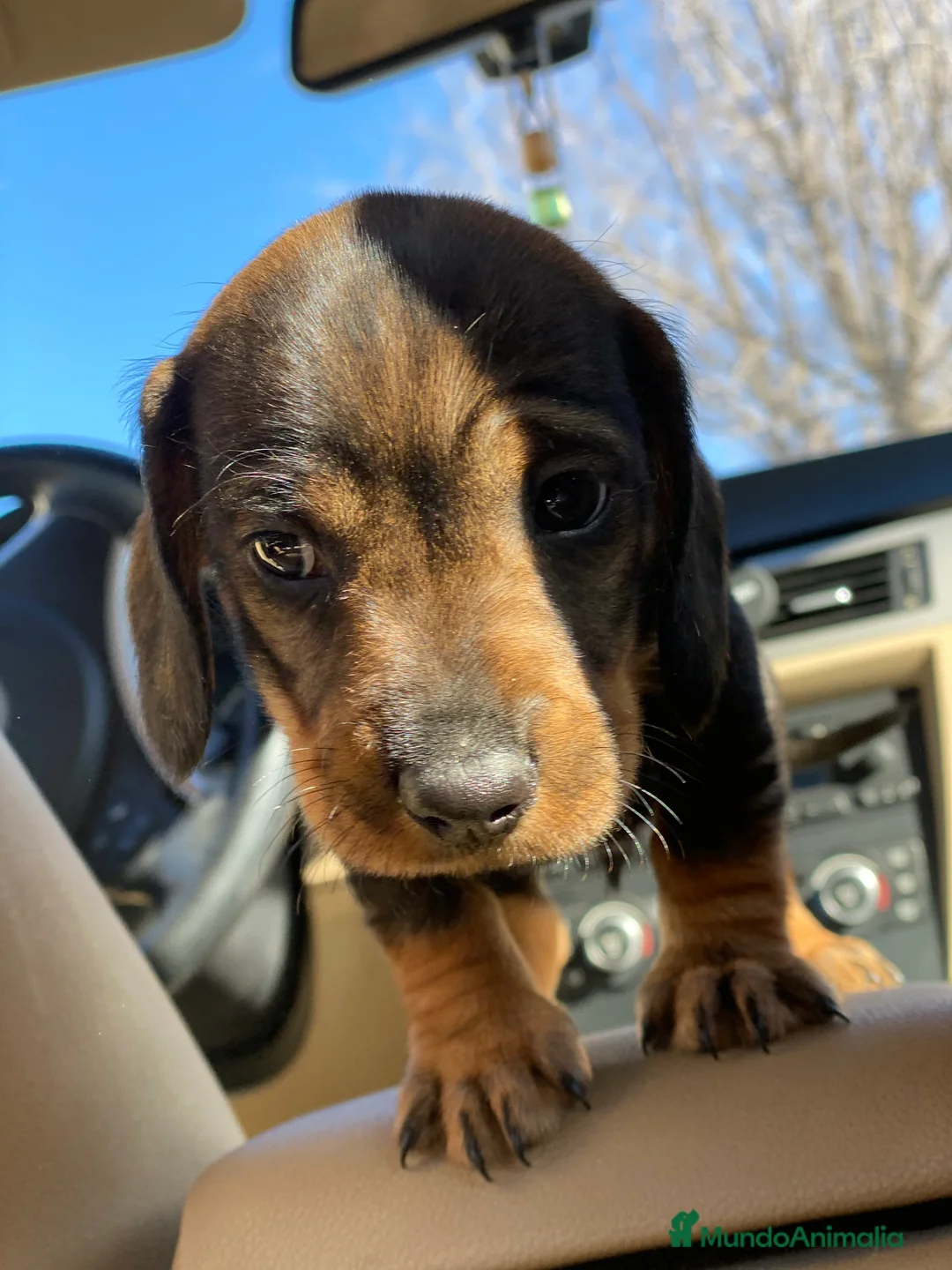 Teckel Miniatura perros en venta: Teckel. !  en Ciudad Real - Anuncio 4