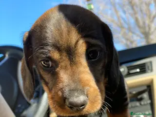 Teckel Miniatura perros Teckel - Anuncio 23