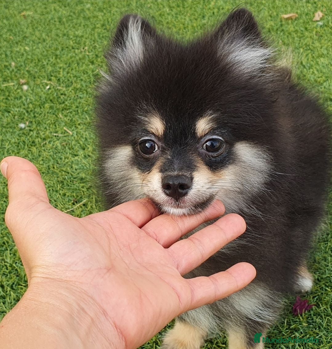 Pomerania perros Pomerania Toy Top  - Anuncio 2
