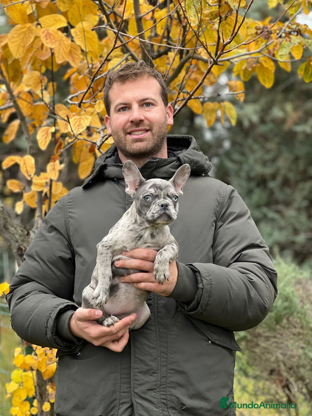 Bulldog Francés perros en venta: Bulldog francés blue y merles - Anuncio 2