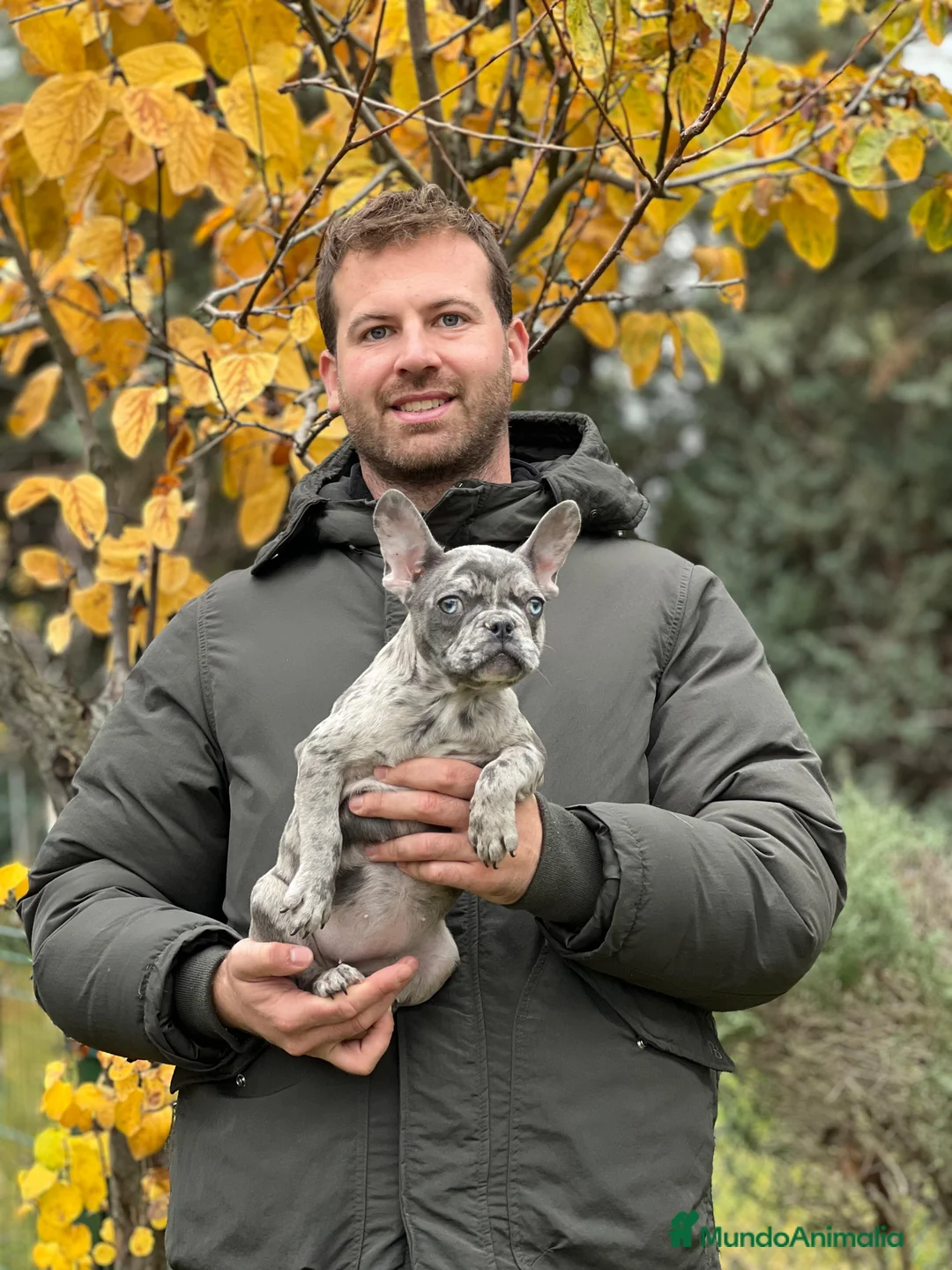 Bulldog Francés perros en venta: Bulldog francés blue y merles - Anuncio 2