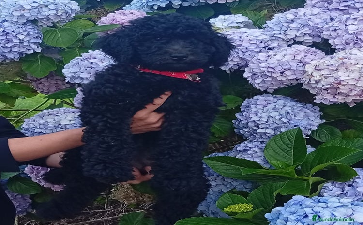 Caniche Gigante perros - Propaganda 2