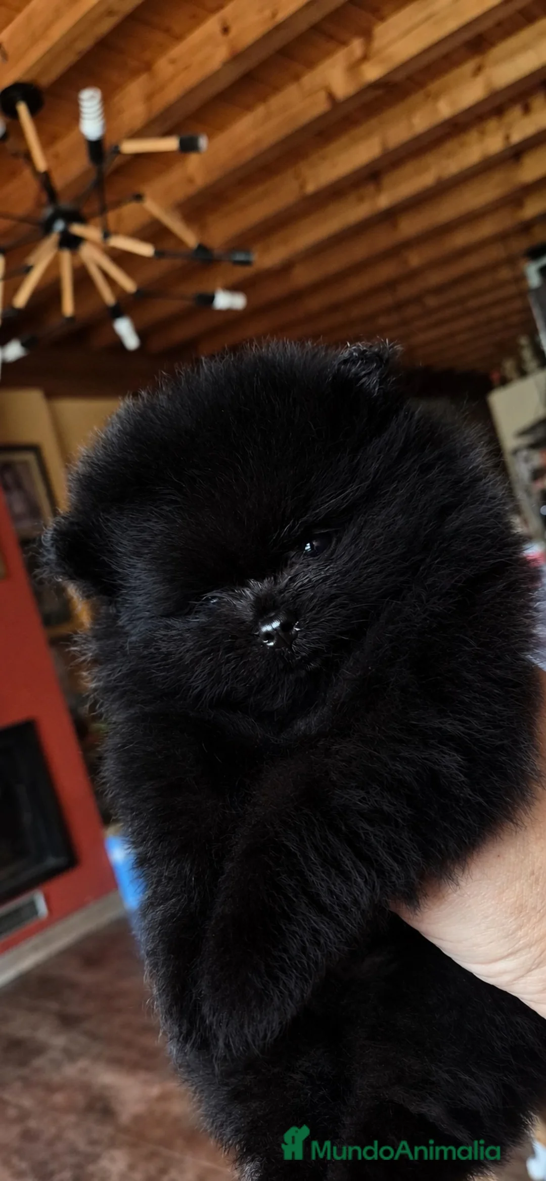 Pomerania perros en venta: Macho pomerania - Anuncio 2