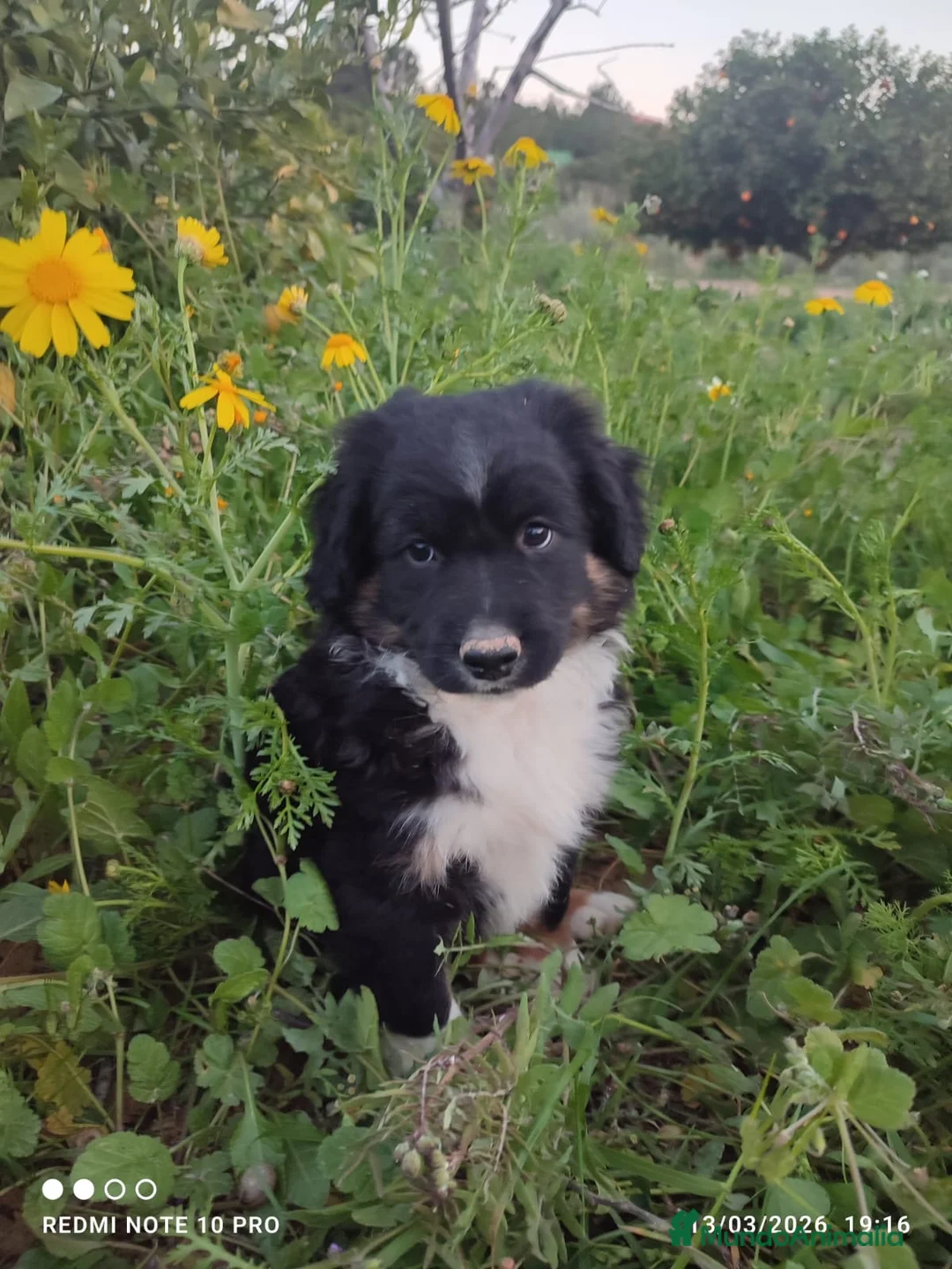 Pastor Miniatura Americano perros en venta: CACHORRO PASTOR AMERICANO MINIATURA  - Anuncio 1