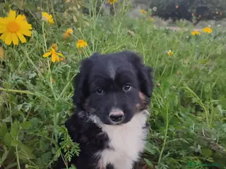 Pastor Miniatura Americano perros CACHORRO PASTOR AMERICANO MINIATURA - Anuncio 4