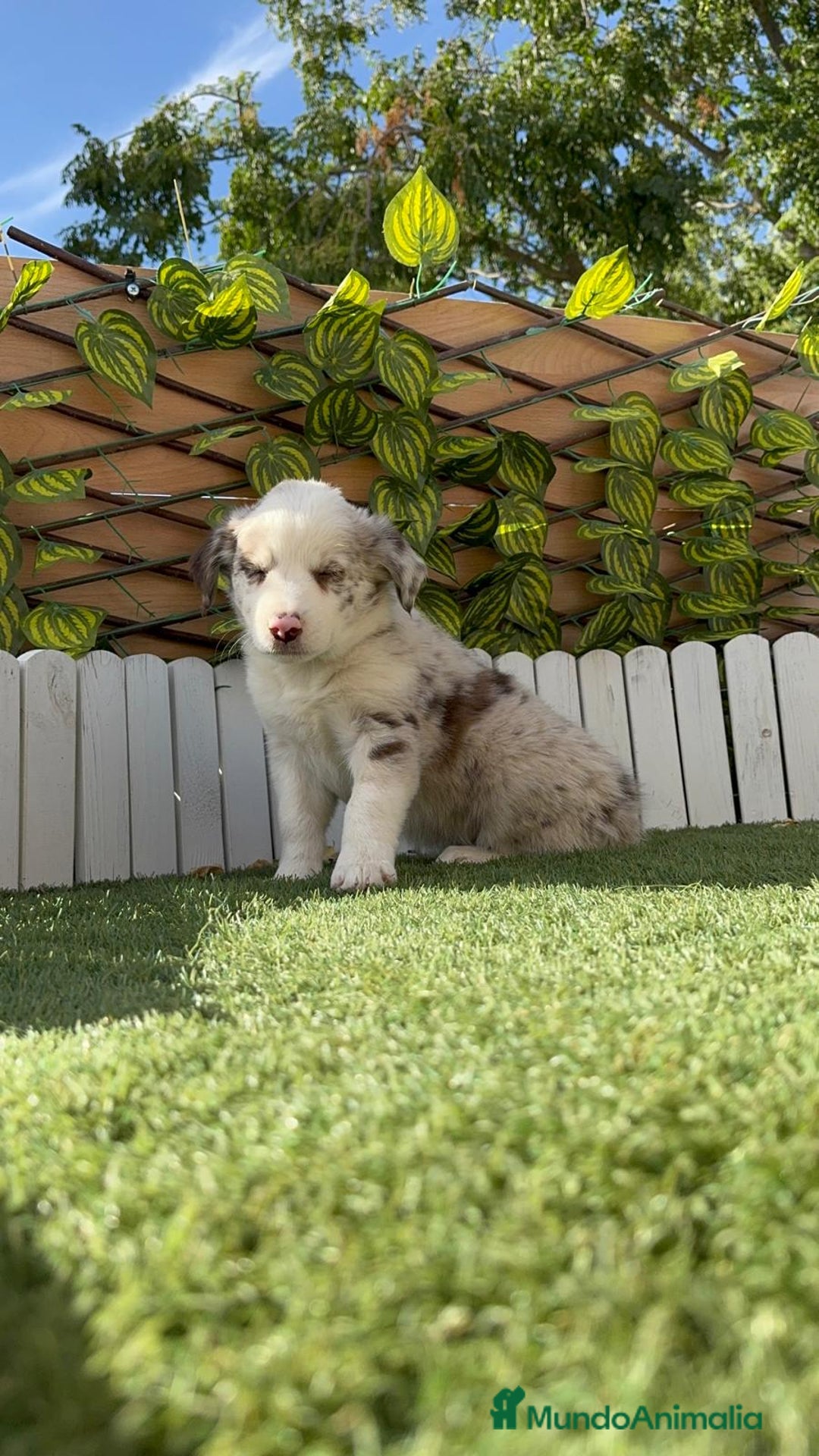 Border Collie perros en venta: BORDER COLLIE HEMBRA RED MERLE - Imagen 20