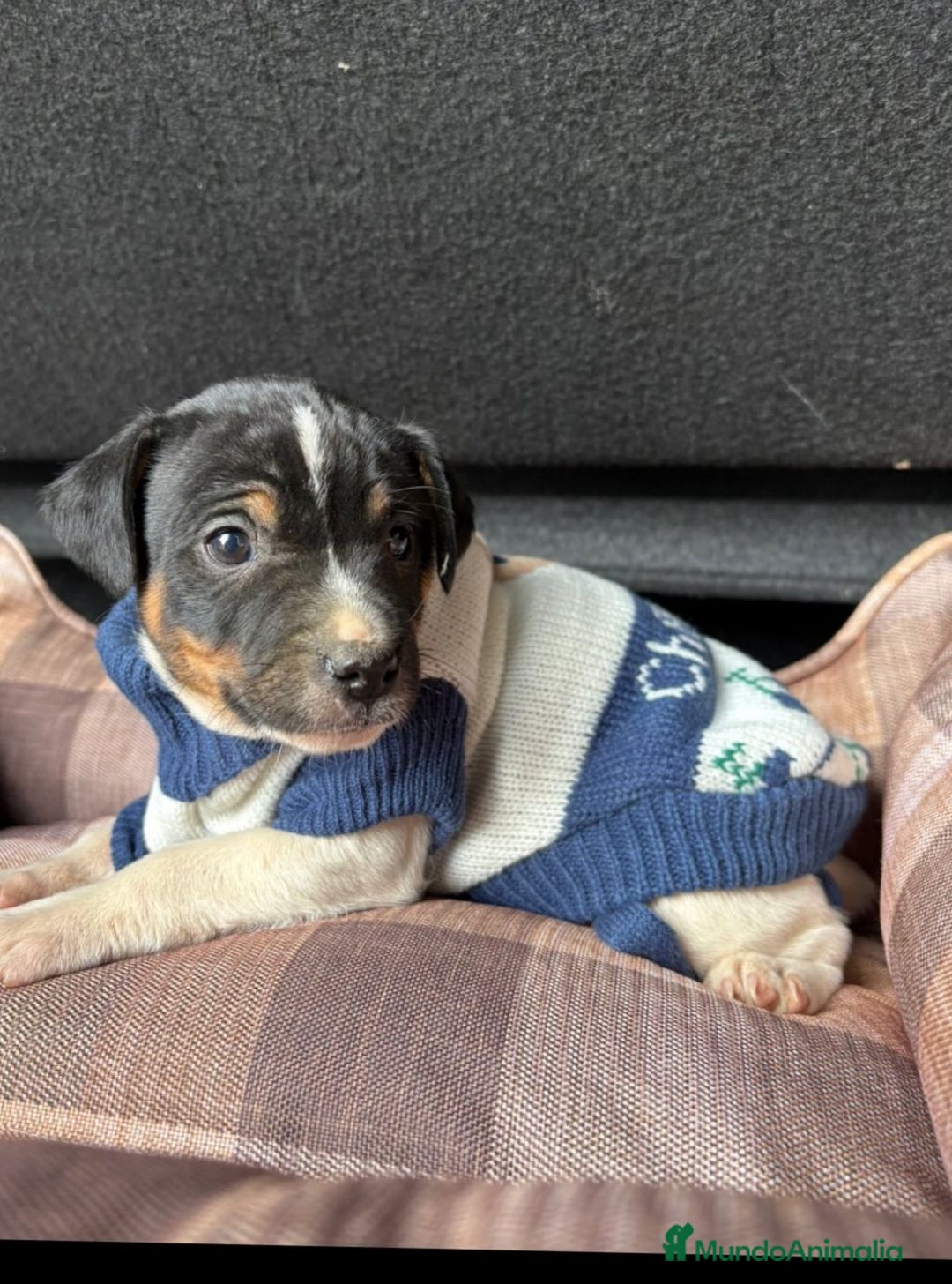 Ratonero Bodeguero Andaluz perros en venta: Cachorros de bodeguero  - Anuncio 1