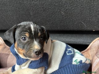 Ratonero Bodeguero Andaluz perros Cachorros de bodeguero - Anuncio 2