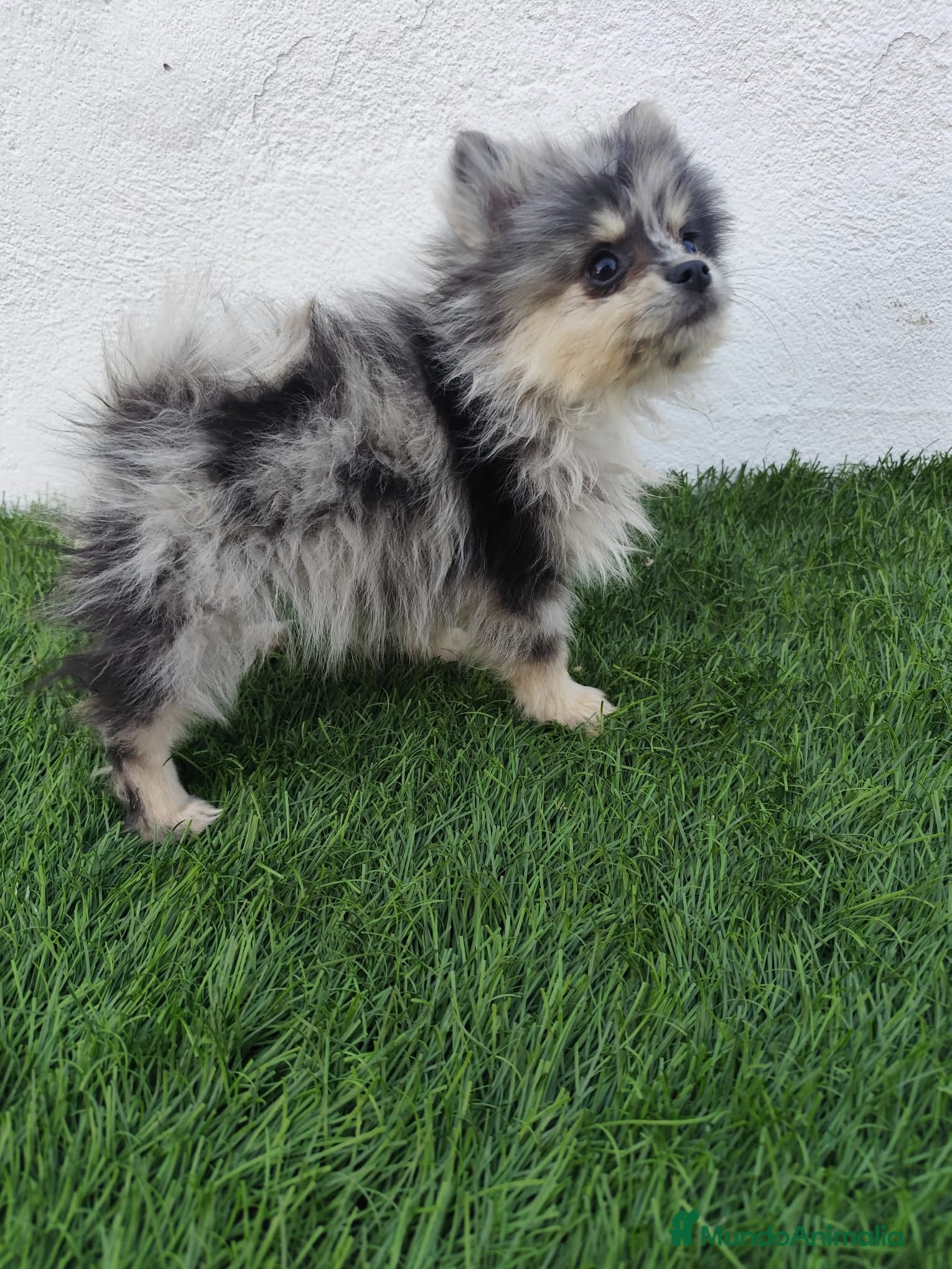 Pomerania perros en venta: Pomerania toy  - Anuncio 4