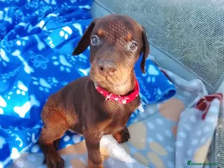 Dobermann perros Doberman chocolate y negro fuego🔥🐾 - Anuncio 4