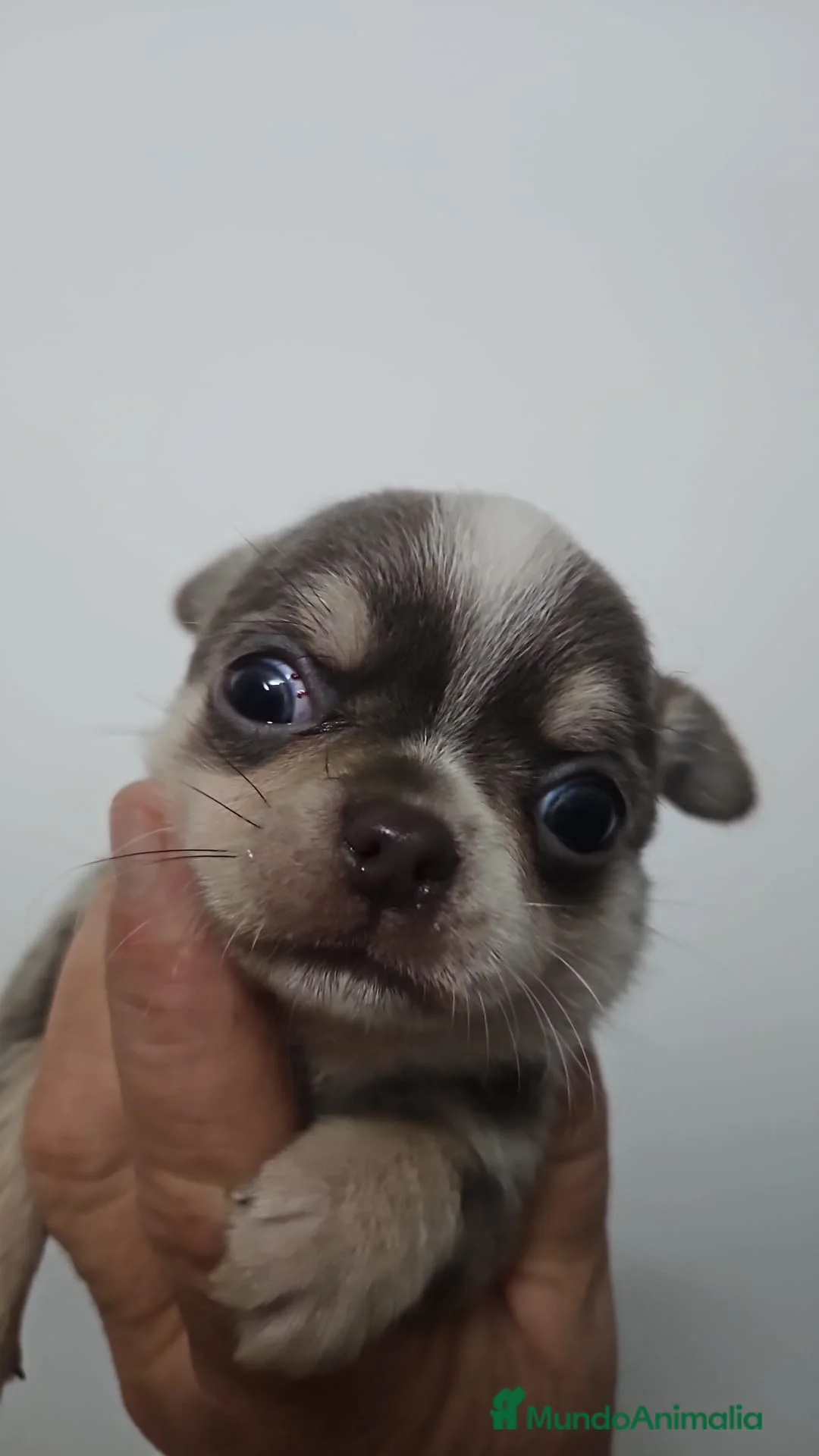 Chihuahua perros en venta: Chihuhua lilac  - Anuncio 2
