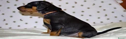 Pinscher Miniatura perros en venta: Pinscher miniatura (DISPONIBLES)  en Ciudad Real - Anuncio 5