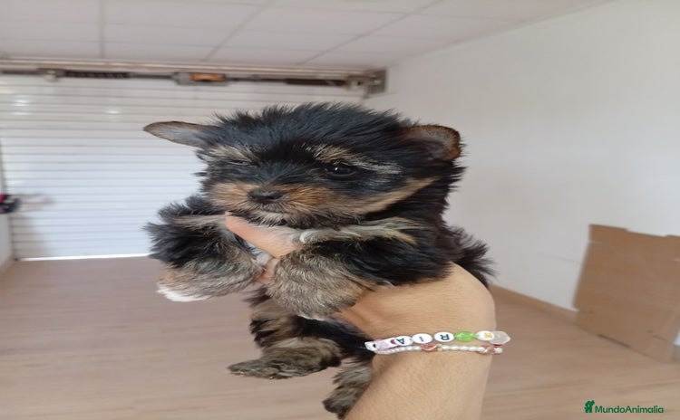 Yorkshire Terrier perros - Anuncio 9