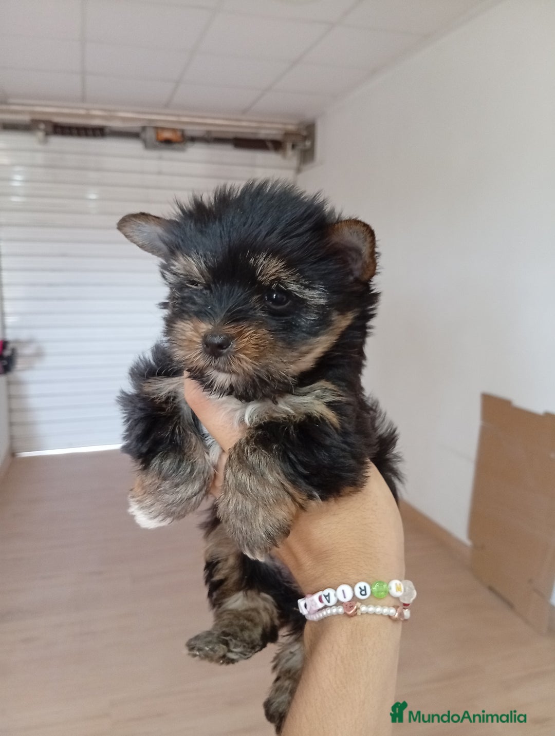 Yorkshire Terrier perros en venta: PRECIOSO MACHO MINI TOY - Imagen 1