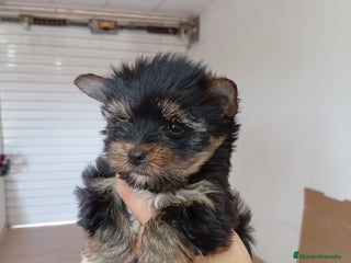 Yorkshire Terrier perros - Anuncio 6