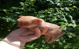 Chihuahua perros en venta: Última chihuahua con pomerania 500€  - Imagen 7