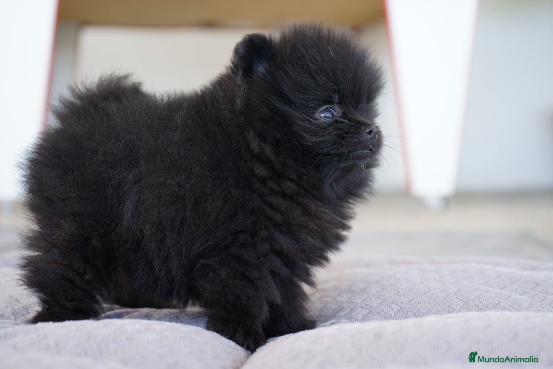 Pomerania perros en venta: 🌟 PEQUEÑOS Y SIMPÁTICOS POMERANIA 🌟 - Imagen 4
