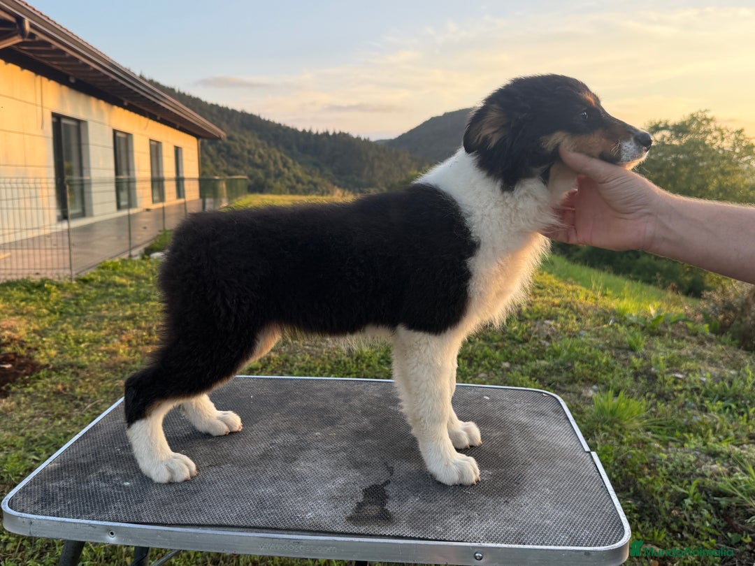 Pastor Australiano perros en venta: Preciosos cachorros de Pastor Australino  - Imagen 14
