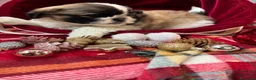 Shih Tzu perros en venta: Shih tzu  - Anuncio 5
