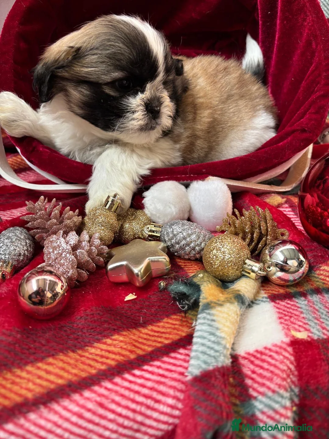 Shih Tzu perros en venta: Shih tzu  - Anuncio 5