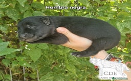Perro Lobo Checoslovaco perros en venta: Perro lobo wolfdog  - Imagen 5