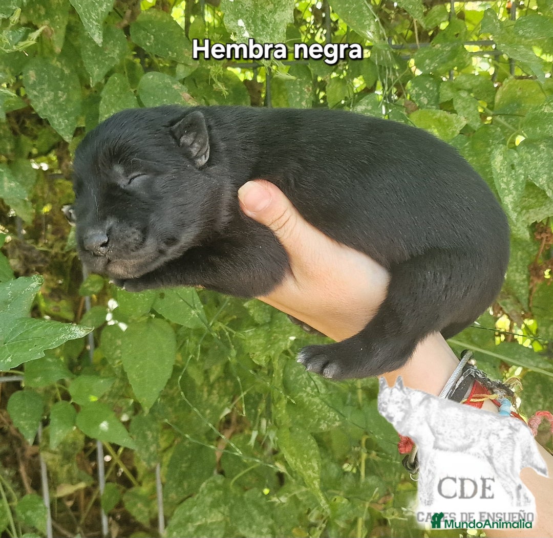 Perro Lobo Checoslovaco perros en venta: Perro lobo wolfdog  - Imagen 5