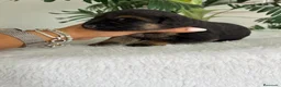 Pastor Alemán perros en venta: PASTOR ALEMAN - Anuncio 6