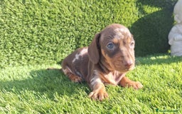 Teckel Miniatura perros en venta: Teckel kanichen hembras chocolate y arlequín choco - Imagen 4