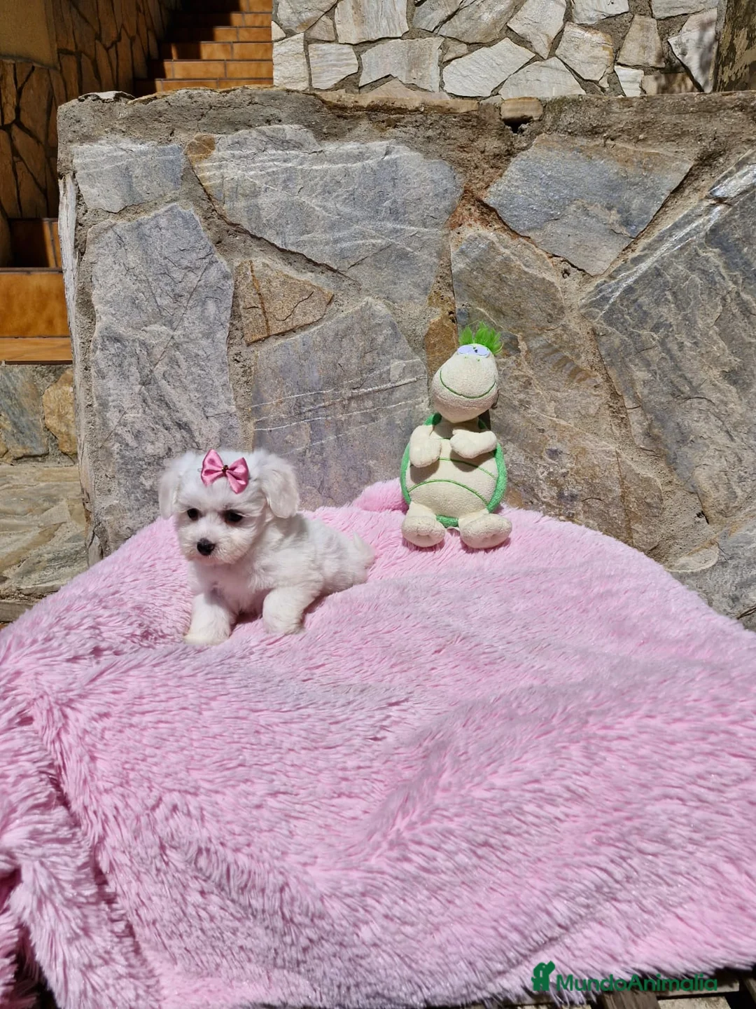 Bichón Maltés perros en venta: Bichón Maltés dulzuras en Barcelona - Anuncio 5