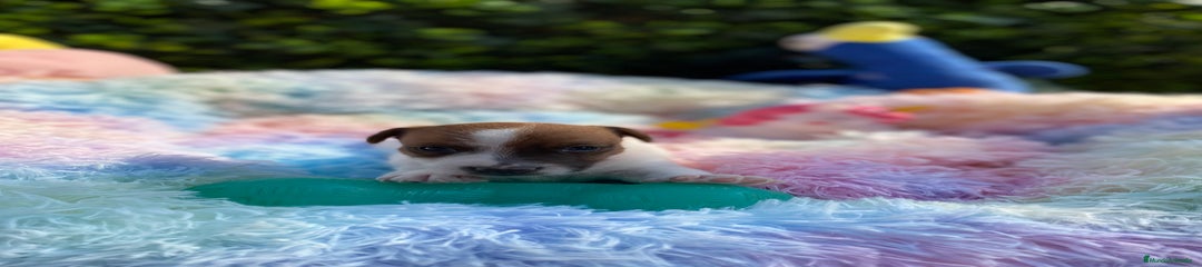 Jack Russell Terrier Cachorro 1