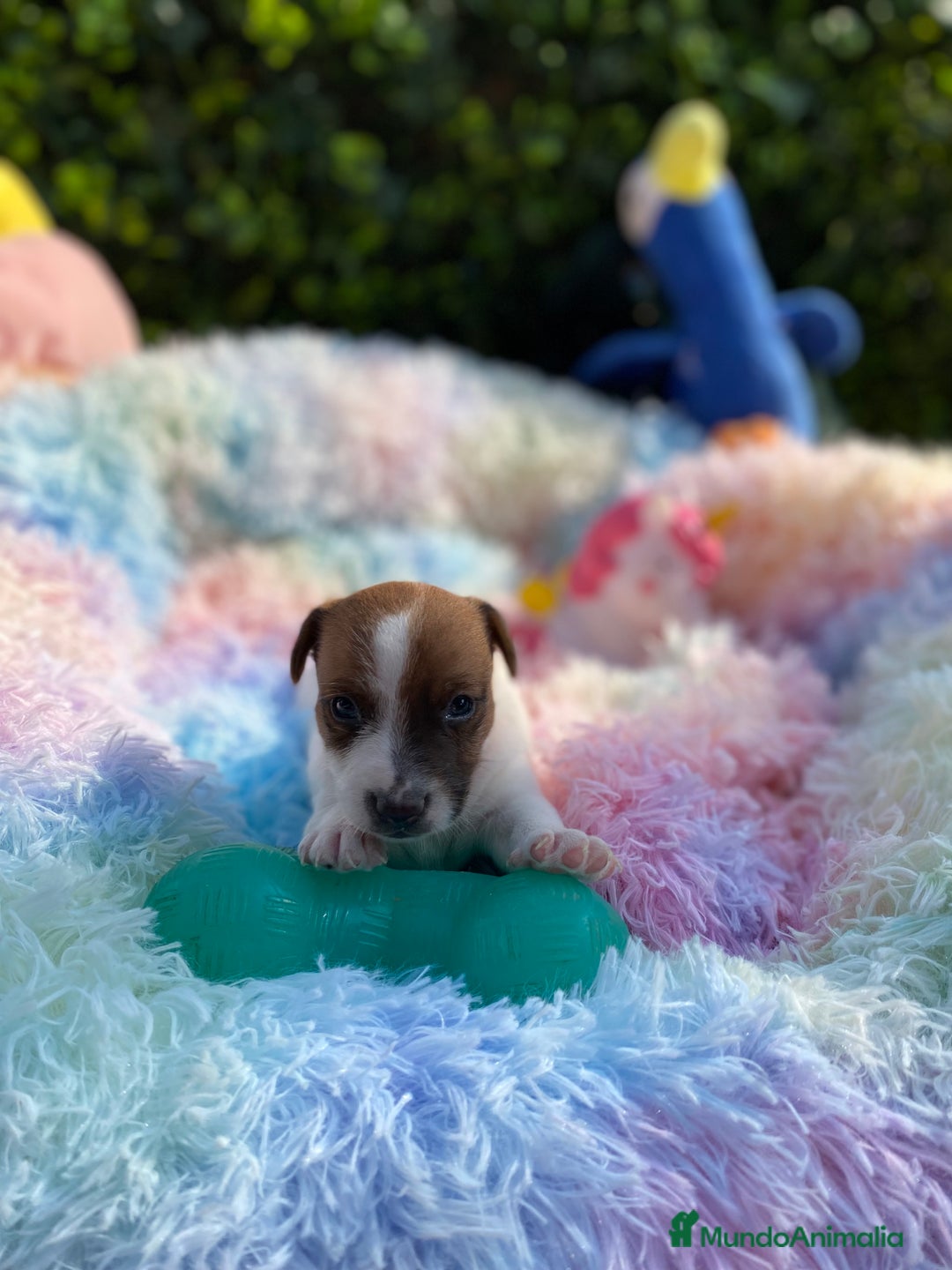 Jack Russell Terrier perros en venta: Jack Russell recién nacidos 😻🐾 - Imagen 4