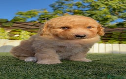 Perro de Agua Español perros en venta: PERRO DE AGUA ESPAÑOL  - Imagen 15
