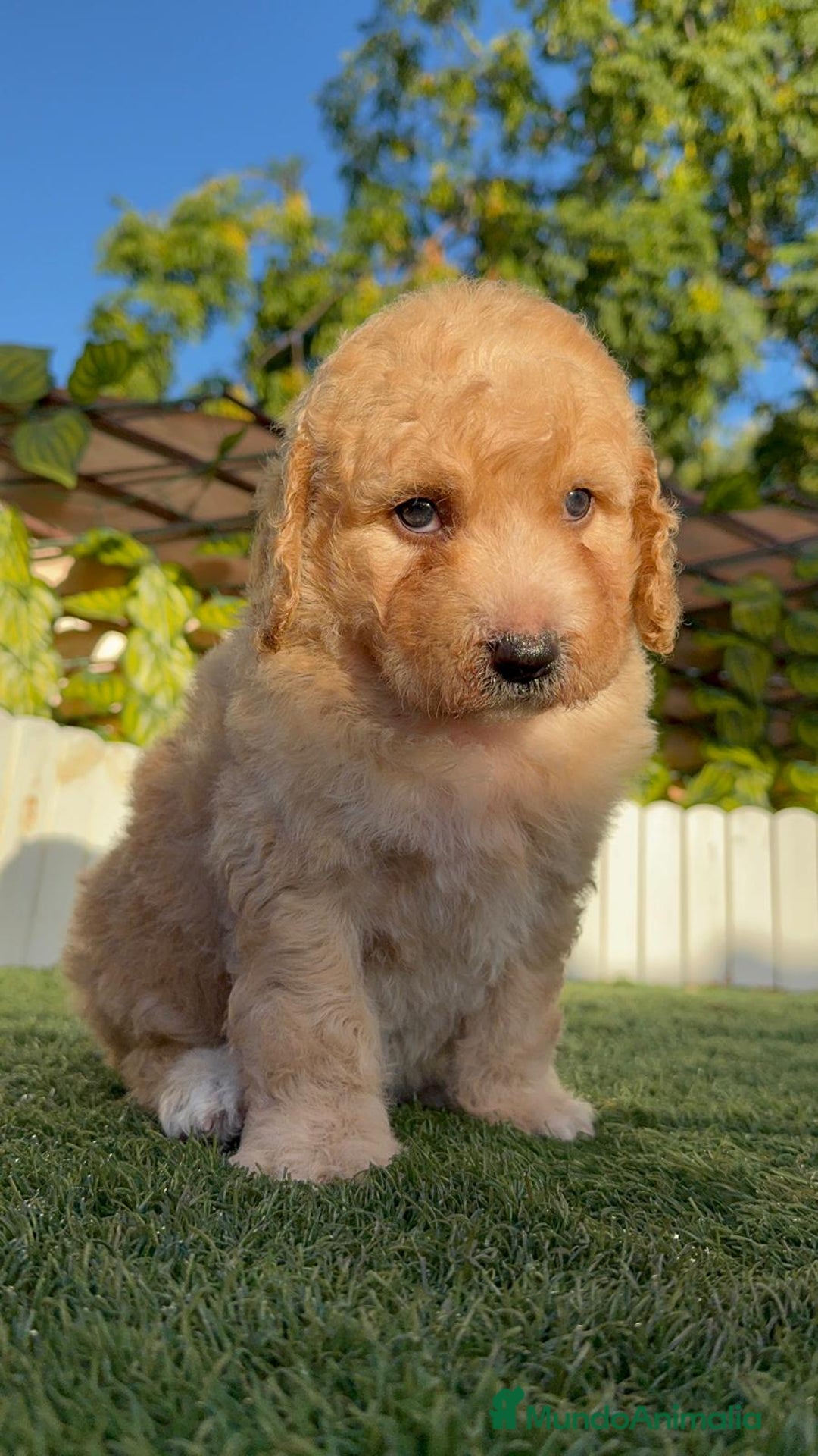 Perro de Agua Español perros en venta: PERRO DE AGUA ESPAÑOL  - Imagen 15