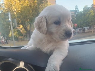 Golden Retriever perros - Anuncio 17