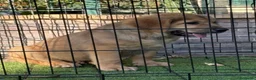 Pastor de Asia Central perros en venta: Cachorro Alabai  - Anuncio 2