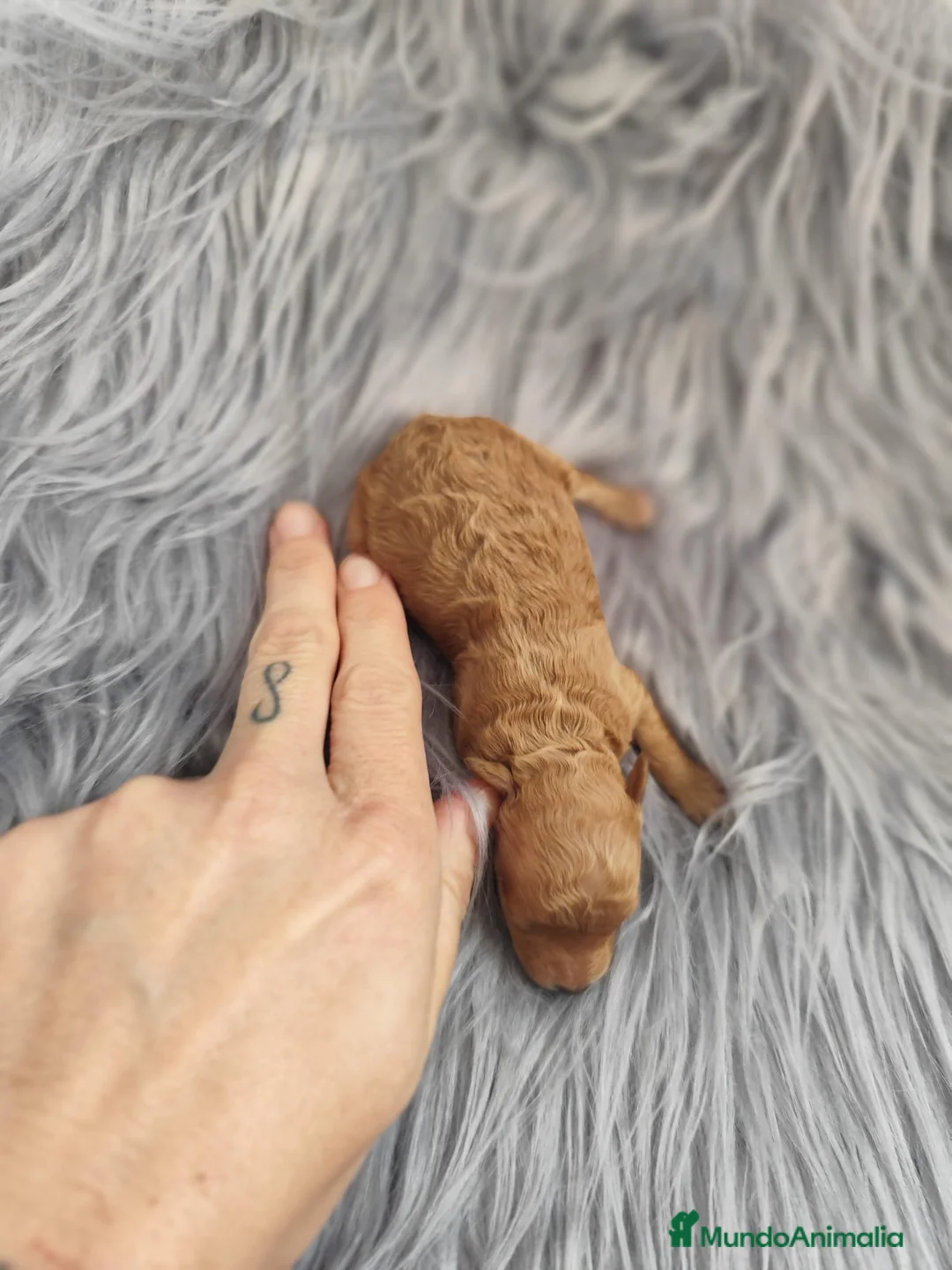 Caniche Toy perros en venta: Caniche tácita de te  - Anuncio 12