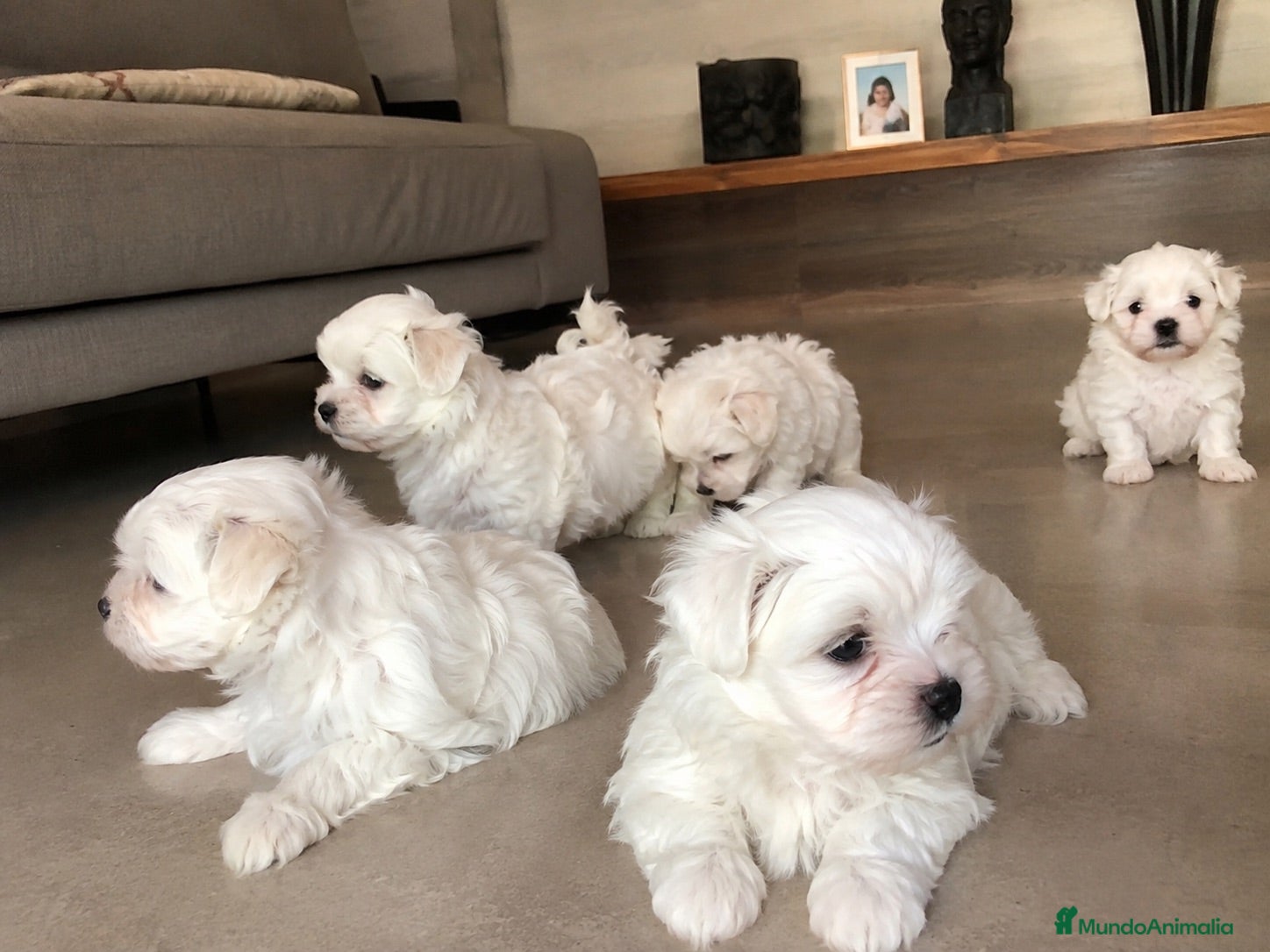 Bichón Maltés perros BICHON MALTES CACHORROS ( TODA ESPAÑA )  - Anuncio 3