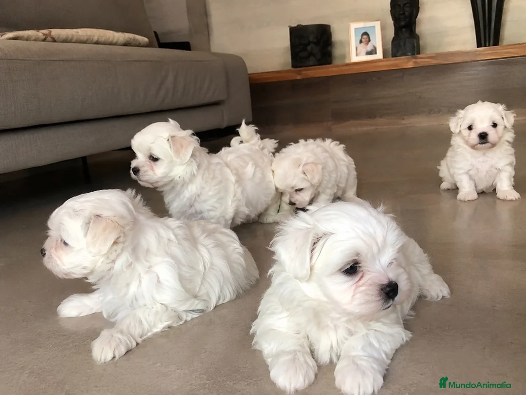 Bichón Maltés perros en venta: BICHON MALTES CACHORROS ( TODA ESPAÑA )  - Anuncio 1