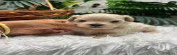 Maltipoo perros en venta: MALTIPOO COREANO 100% - Anuncio 23